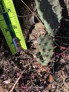 Image of twistspine pricklypear