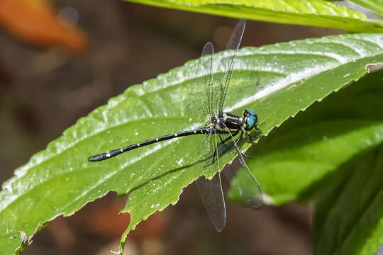 Image of Variable Tigertail