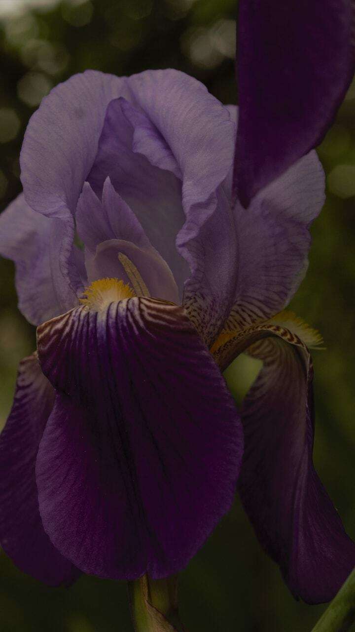 Sivun Iris hellenica Mermygkas kuva