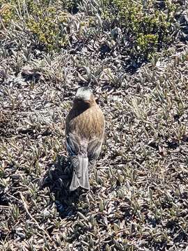 Leucosticte tephrocotis tephrocotis (Swainson 1832)的圖片