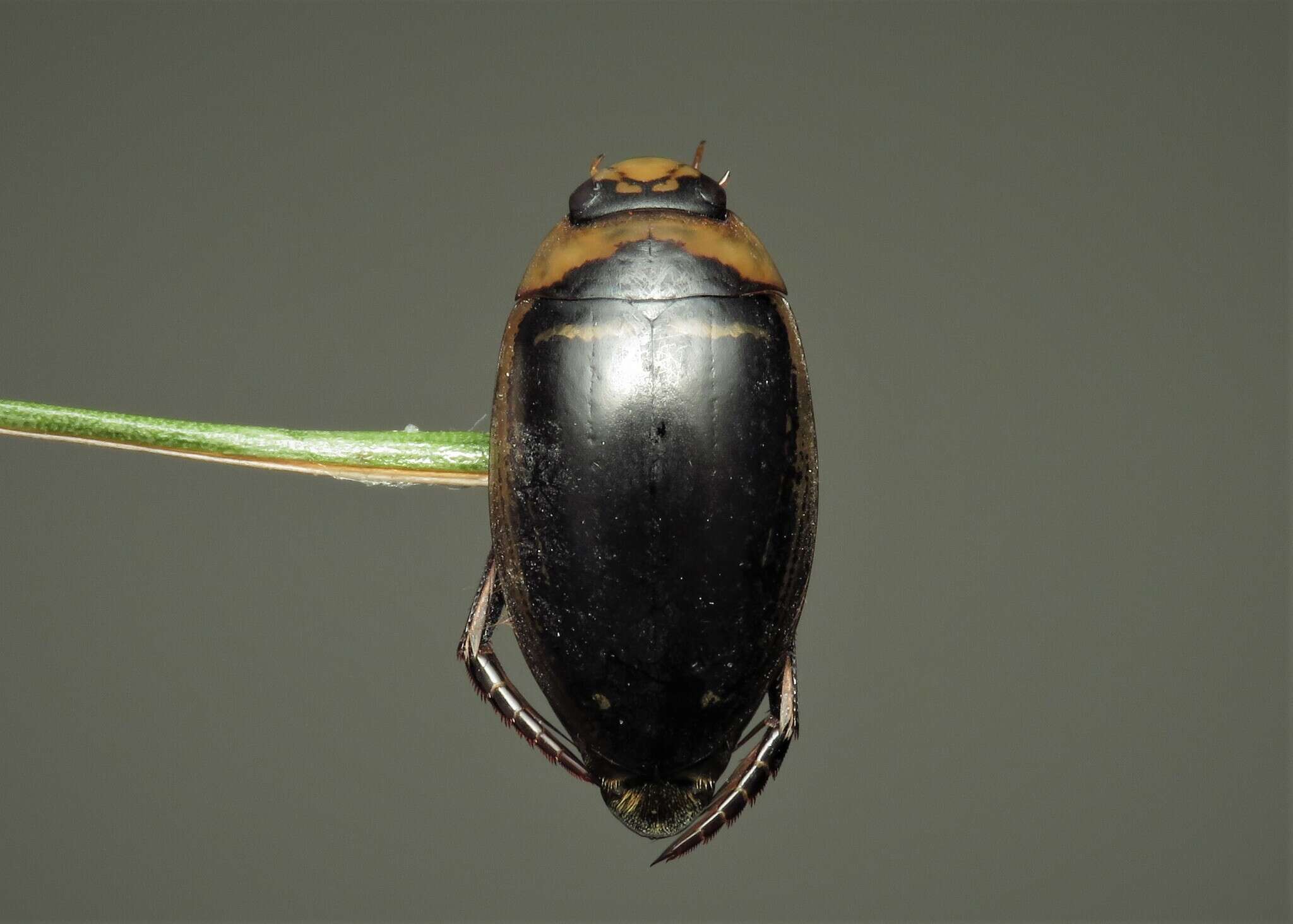 Image of Hydaticus (Hydaticus) transversalis (Pontoppidan 1763)