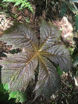 Image of Rodgersia podophylla A. Gray