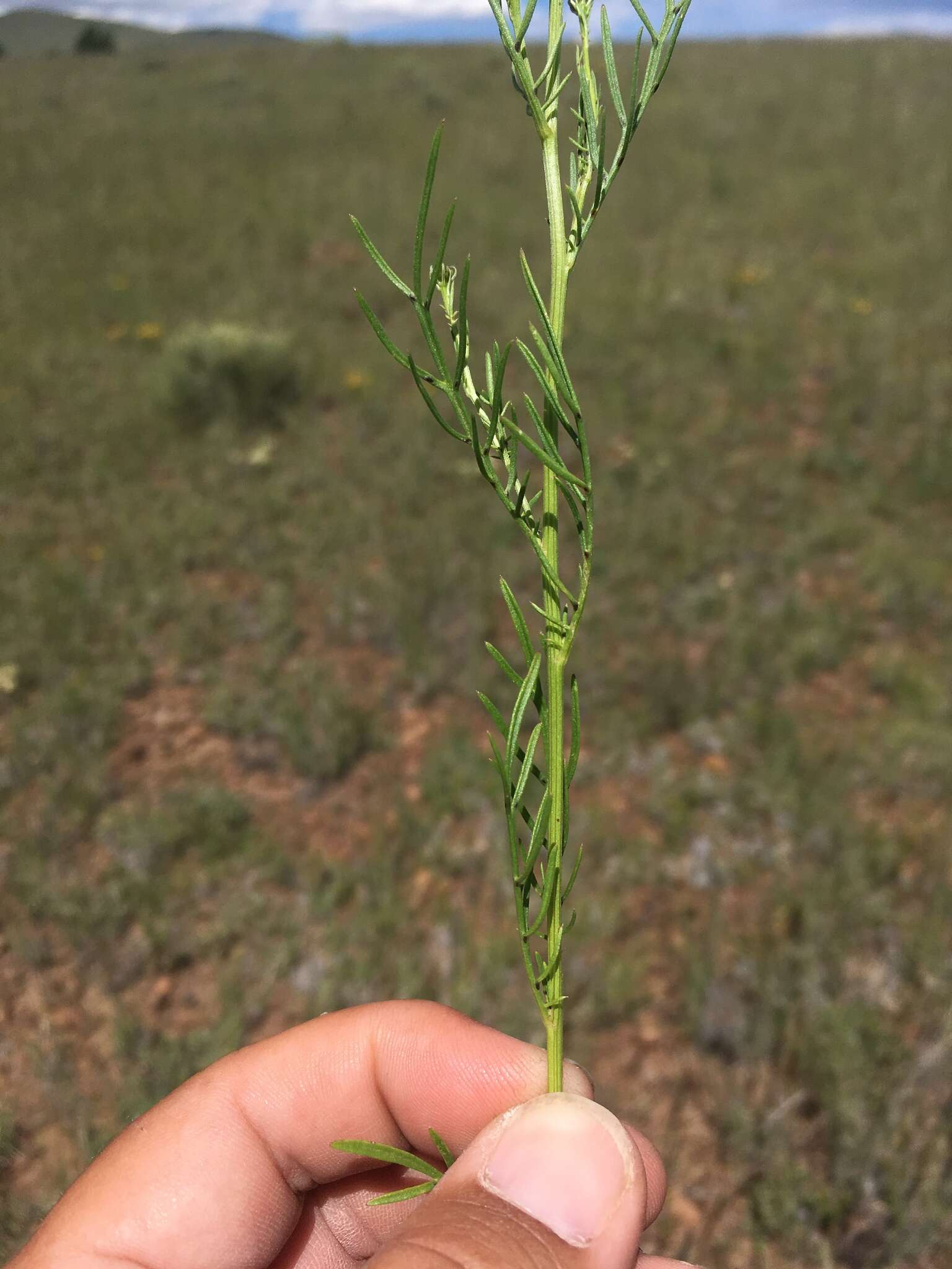 Image of Wright's dogweed