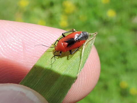 Tropidosteptes cardinalis Uhler 1878的圖片