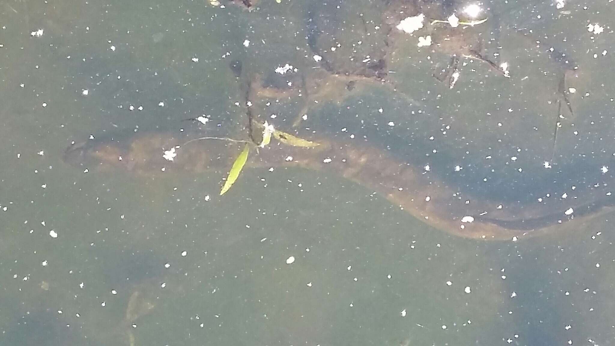 Image of short-finned eel