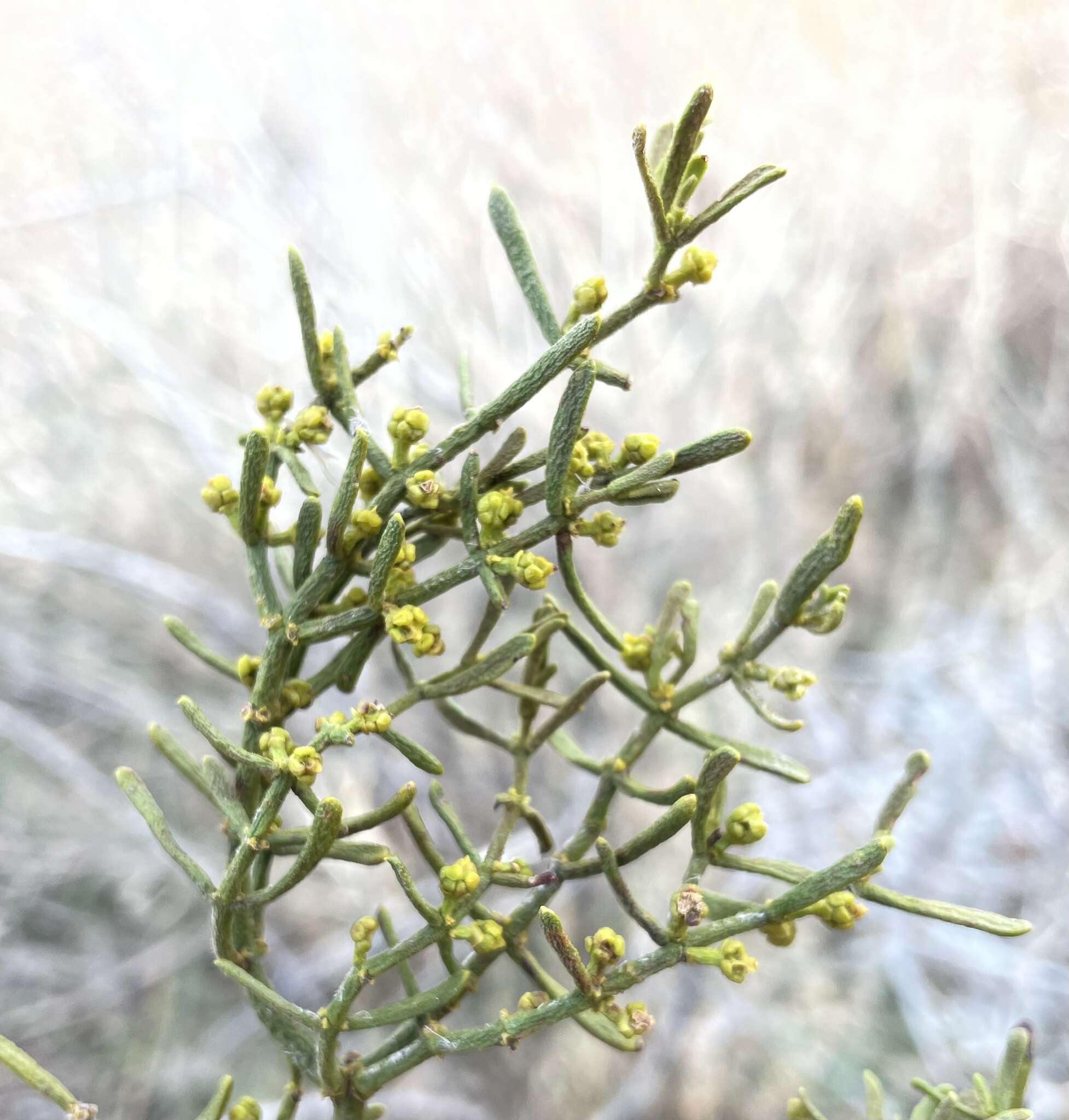 Image de Phoradendron hawksworthii (Wiens) Wiens