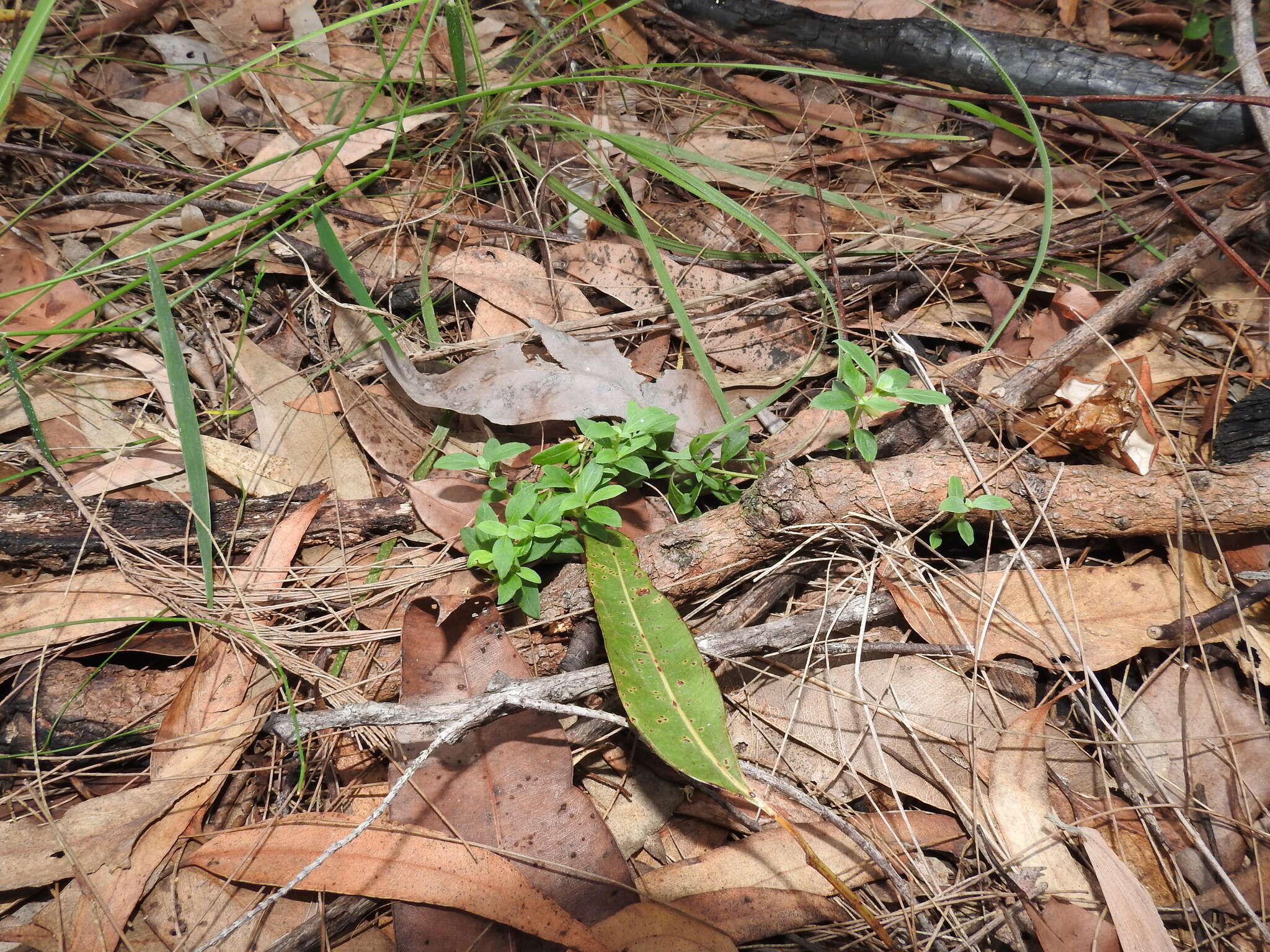 Image of Orianthera pusilla (R. Br.) C. S. P. Foster & B. J. Conn