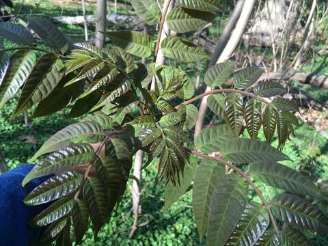 Image of Chinese Mahogany