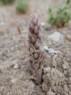 Image of Phelipanche portoilicitana (A. Pujadas & M. B. Crespo) L. Carlon, G. Gomez Casares, M. Lainz, G. Moreno, O. Sanchez Pedraja & G