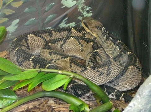 Image of Central American bushmaster