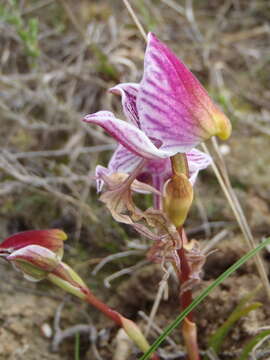 Disa spathulata subsp. tripartita (Lindl.) H. P. Linder resmi