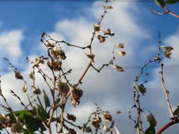 Image of Fallopia baldschuanica