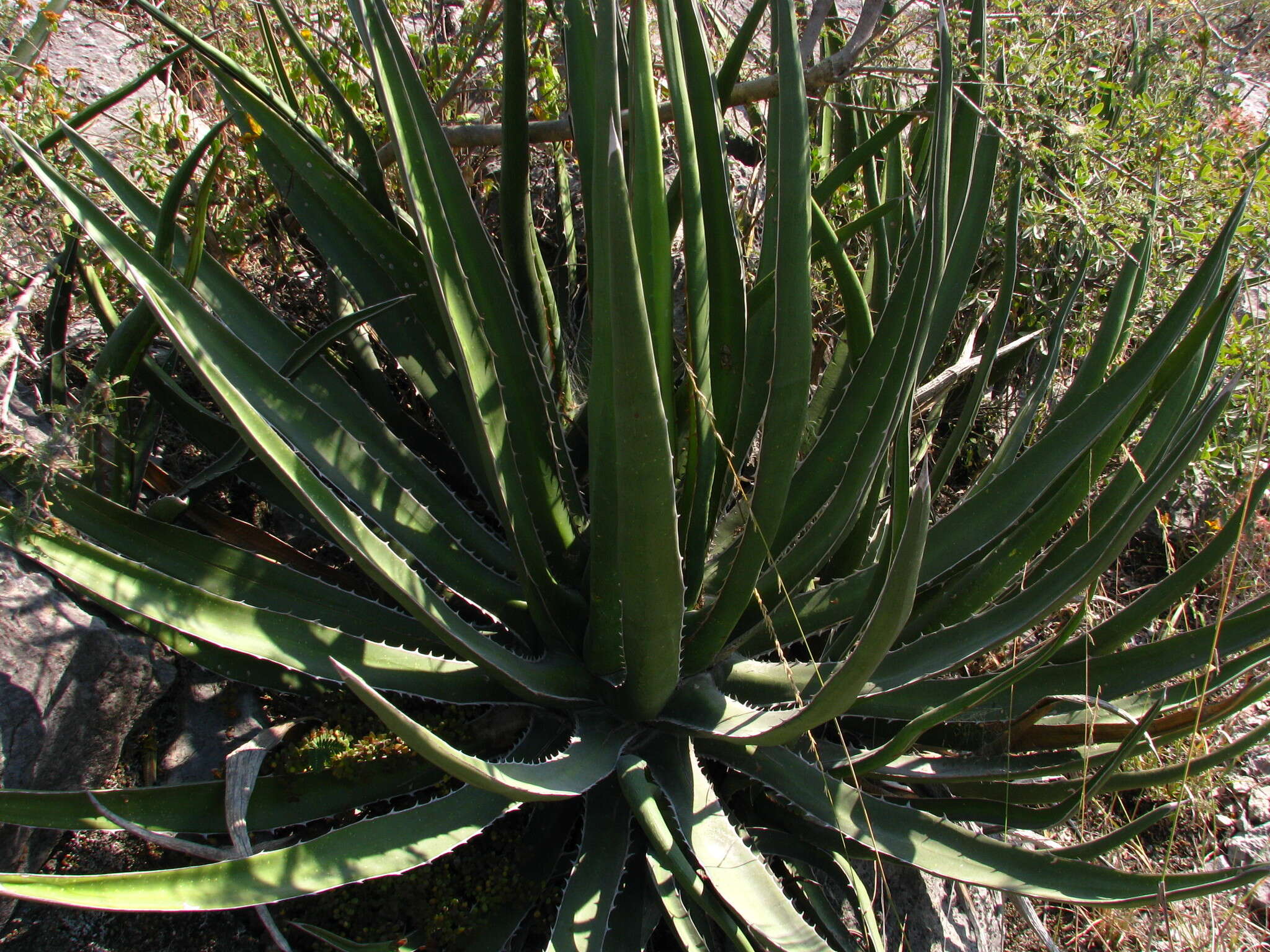 Image of Agave difformis A. Berger