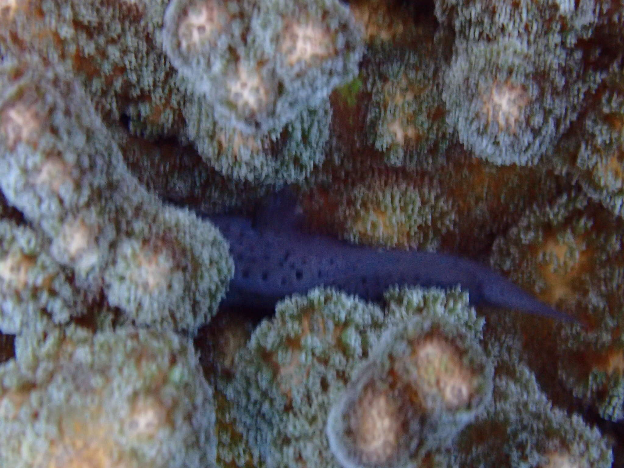 Image of Coral crouchers