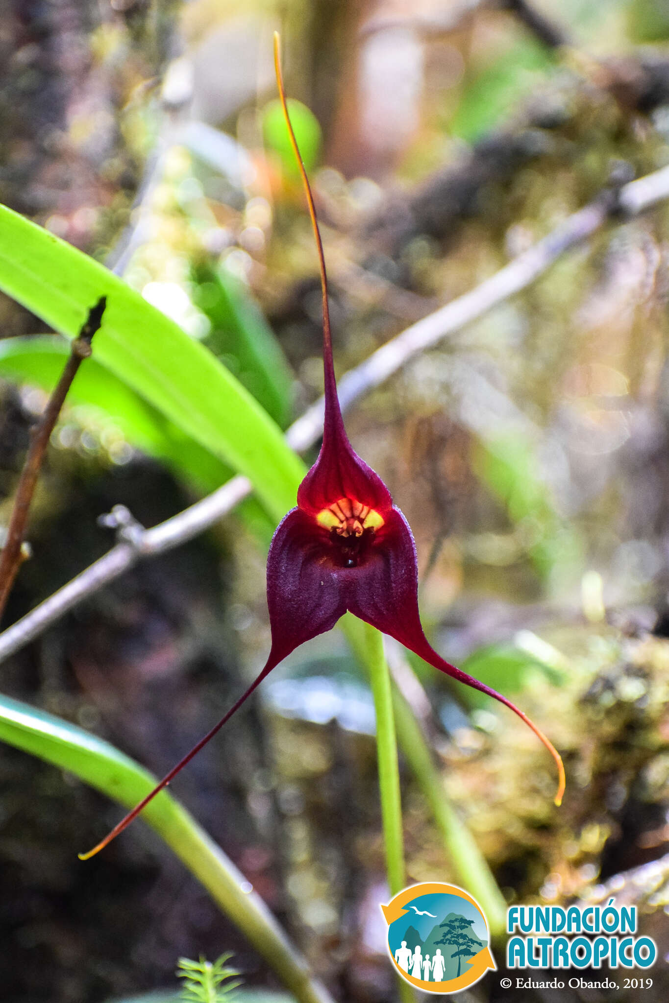 Image of Masdevallia cucullata Lindl.