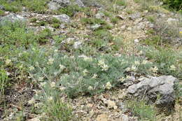 Image de Oxytropis pallasii Pers.