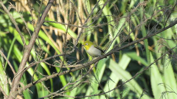 Image of Swinhoe's White-eye