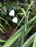 Image of Loddon lily