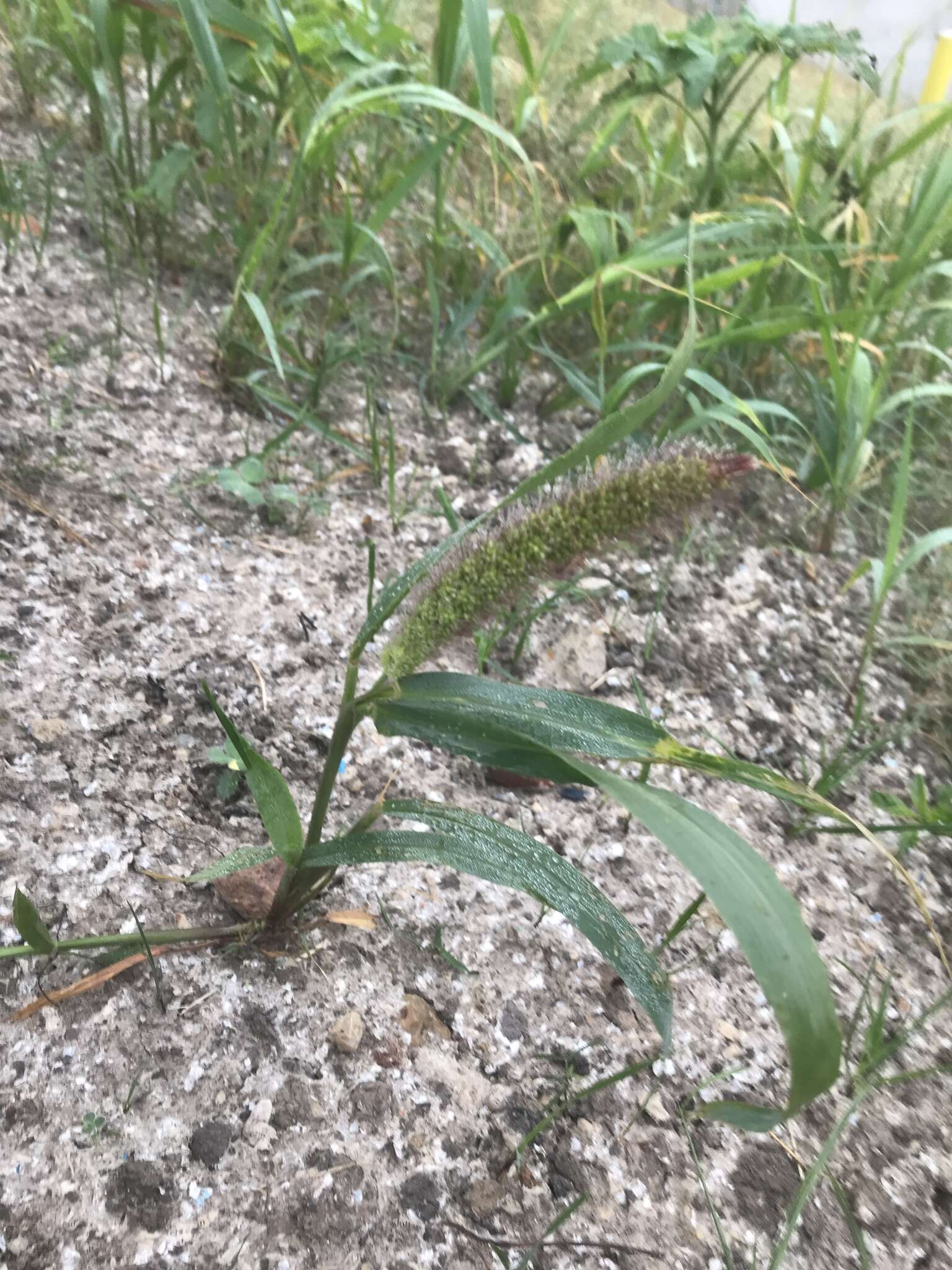 Image of Setaria viridis var. major (Gaudin) Posp.