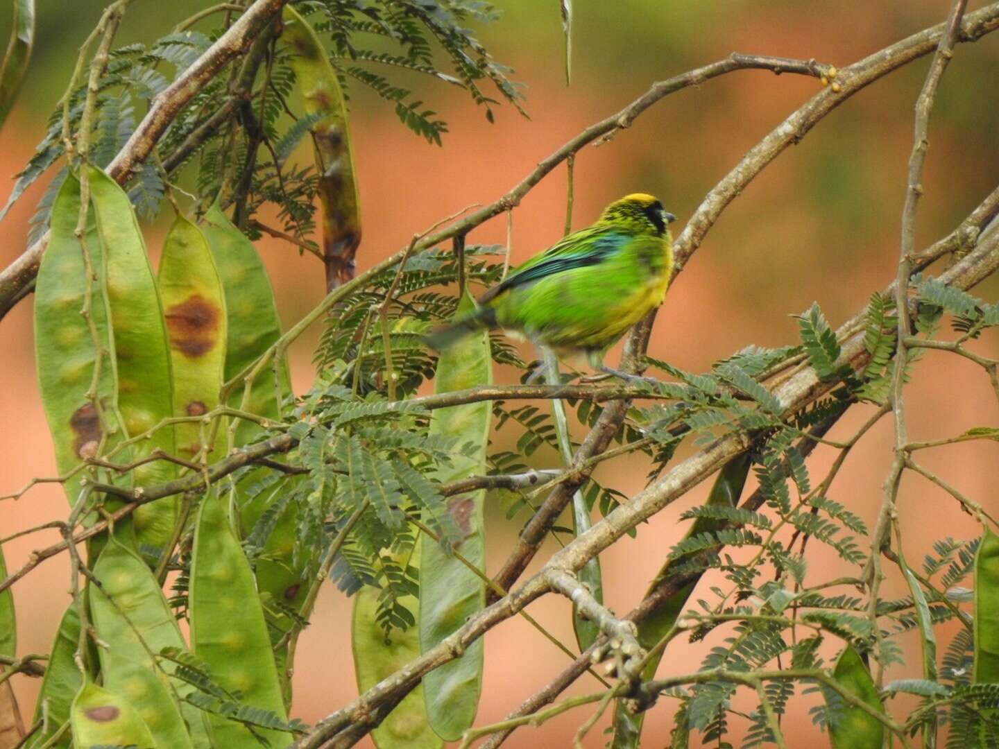 Tangara schrankii (Spix 1825) resmi