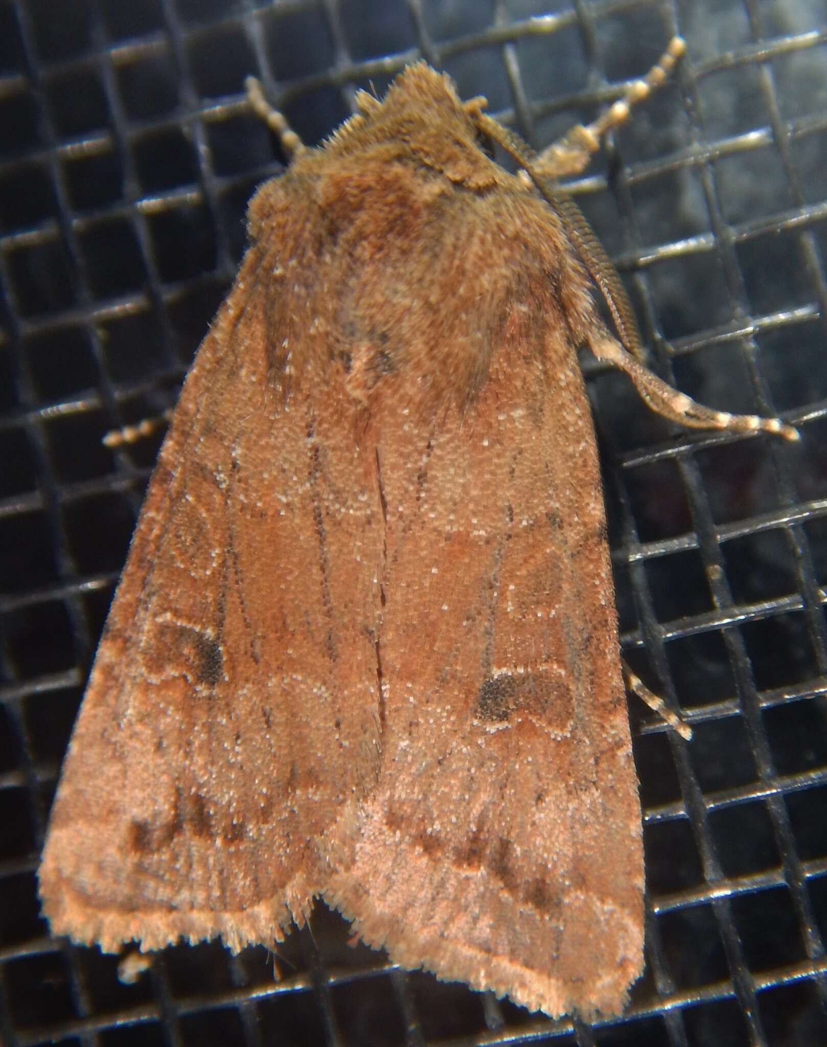 Image of Banded Quaker