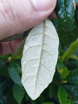 Image of Acevedo's velvetshrub