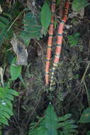 Image of Oaxacan Coral Snake