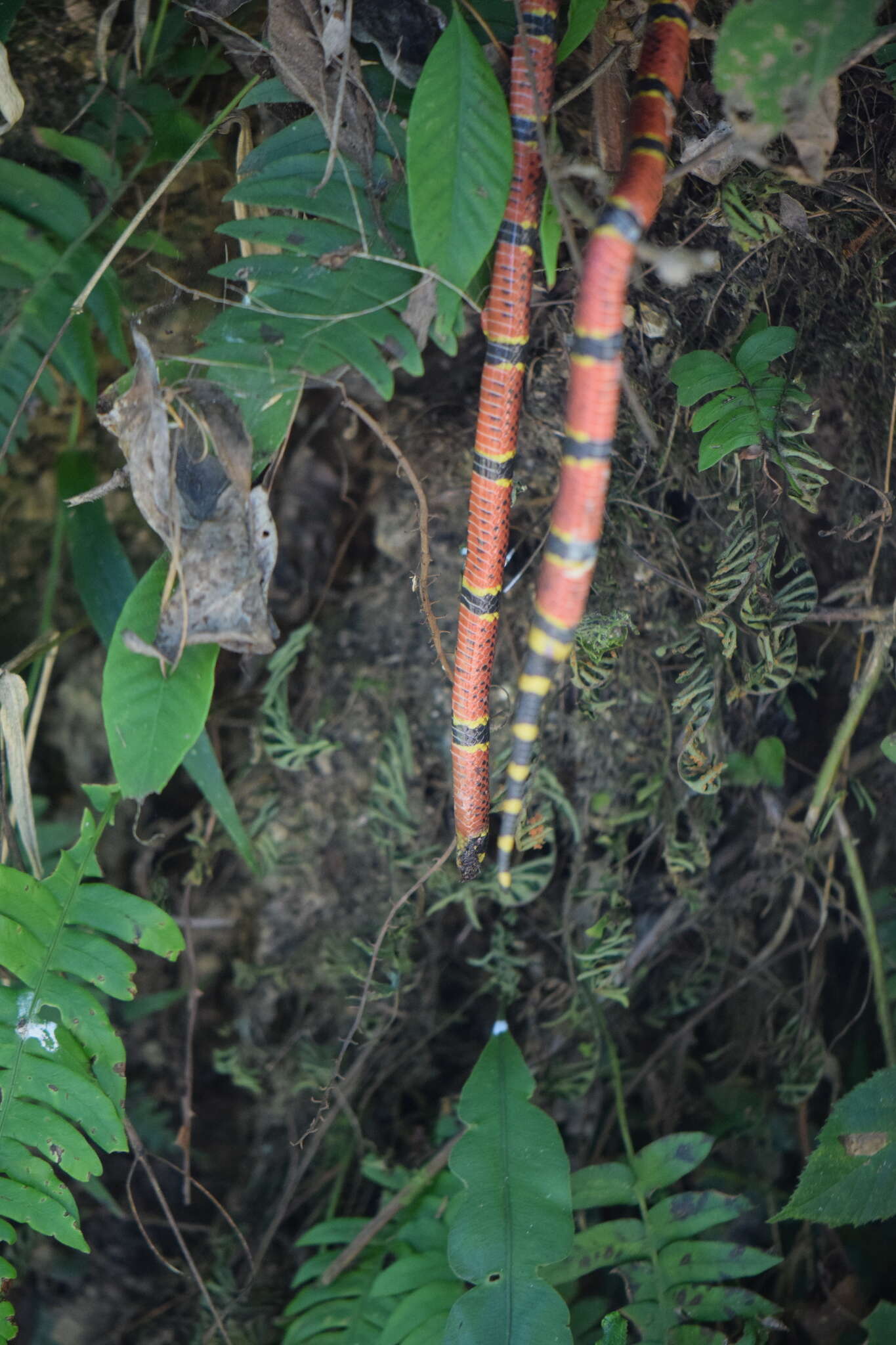 Image of Oaxacan Coral Snake