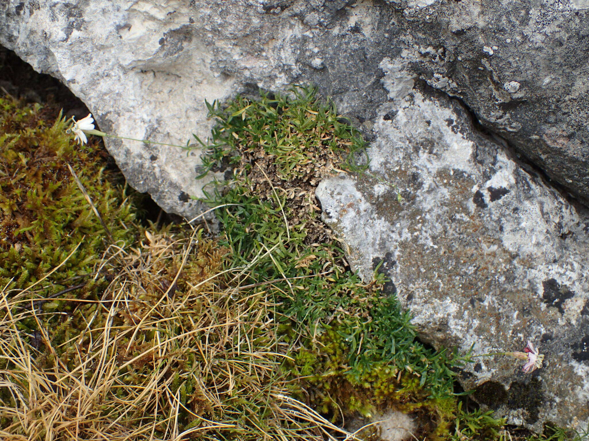 Image of Silene saxifraga L.