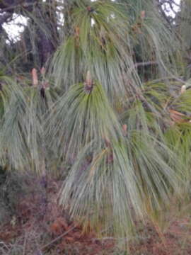 Image of Michoacán Pine