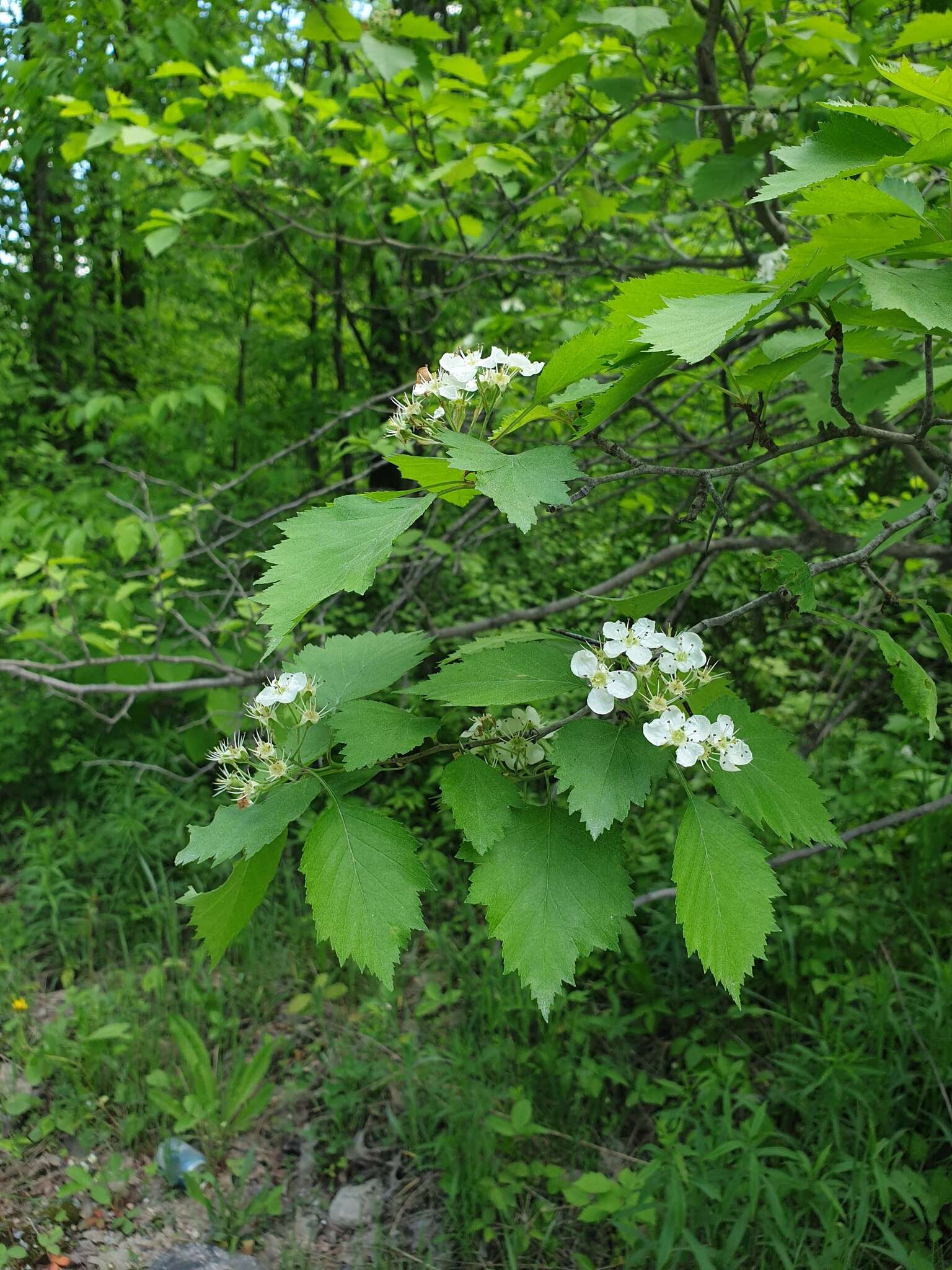 Sivun Crataegus chrysocarpa var. praecox (Sarg.) J. B. Phipps kuva