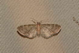 Imagem de Eupithecia haworthiata Doubleday 1856