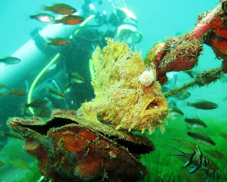 Image of Hispid frogfish