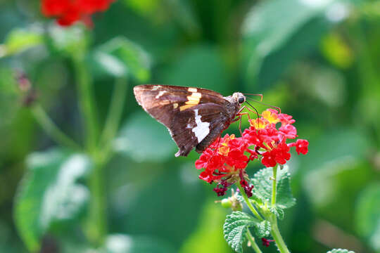 Image of Silver-spotted Skipper