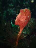 Image of stalked sea squirt
