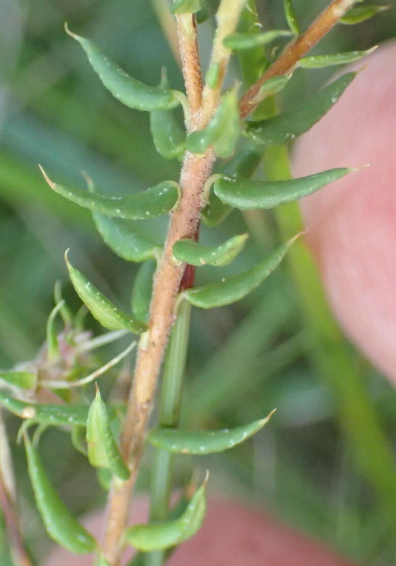 Image of Agathosma acutissima Dümmer