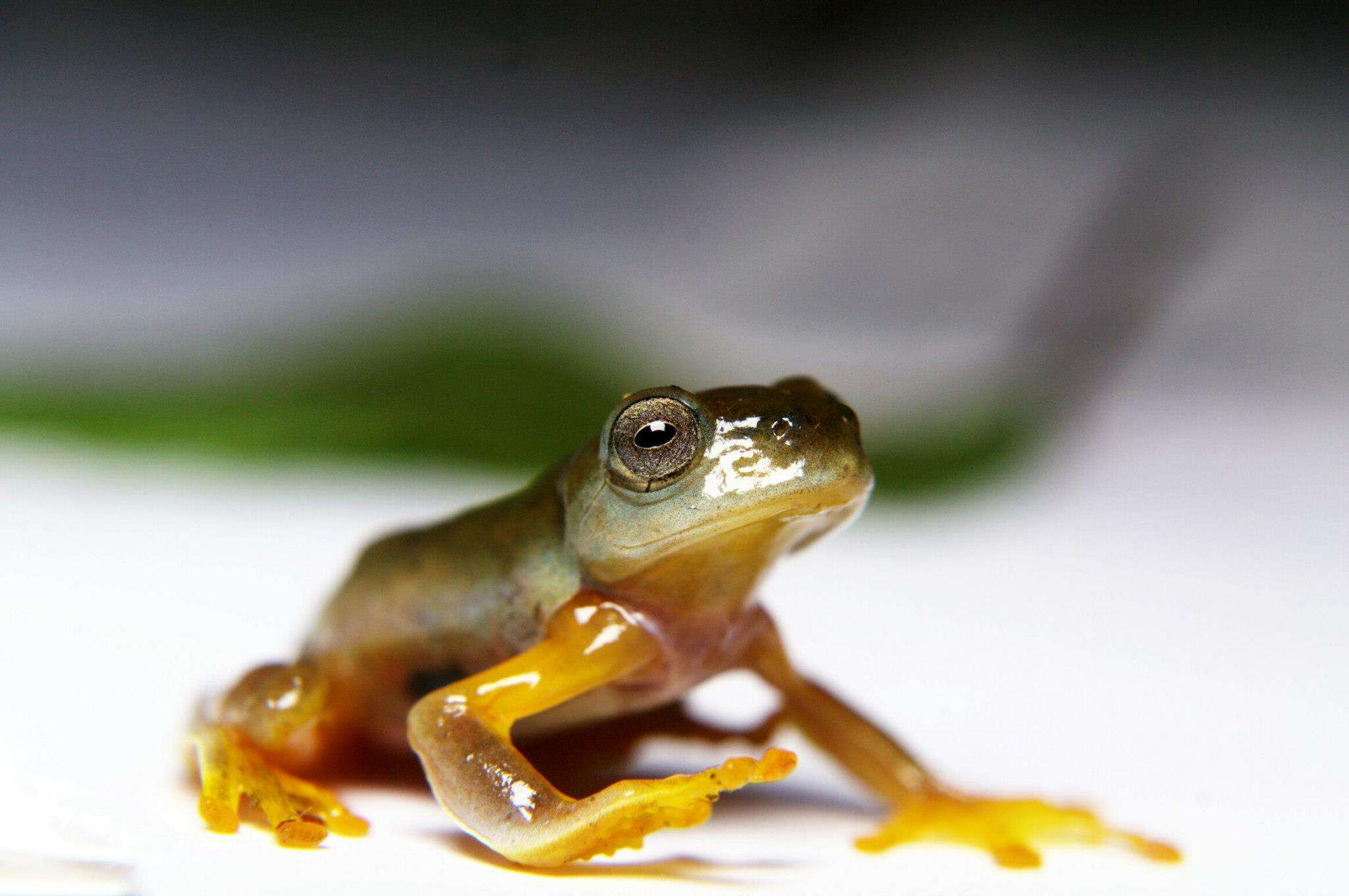 Image of Double-spotted Red-webbed Tree Frog