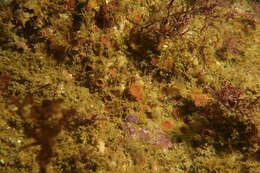 Image of Aggregating Cup Coral