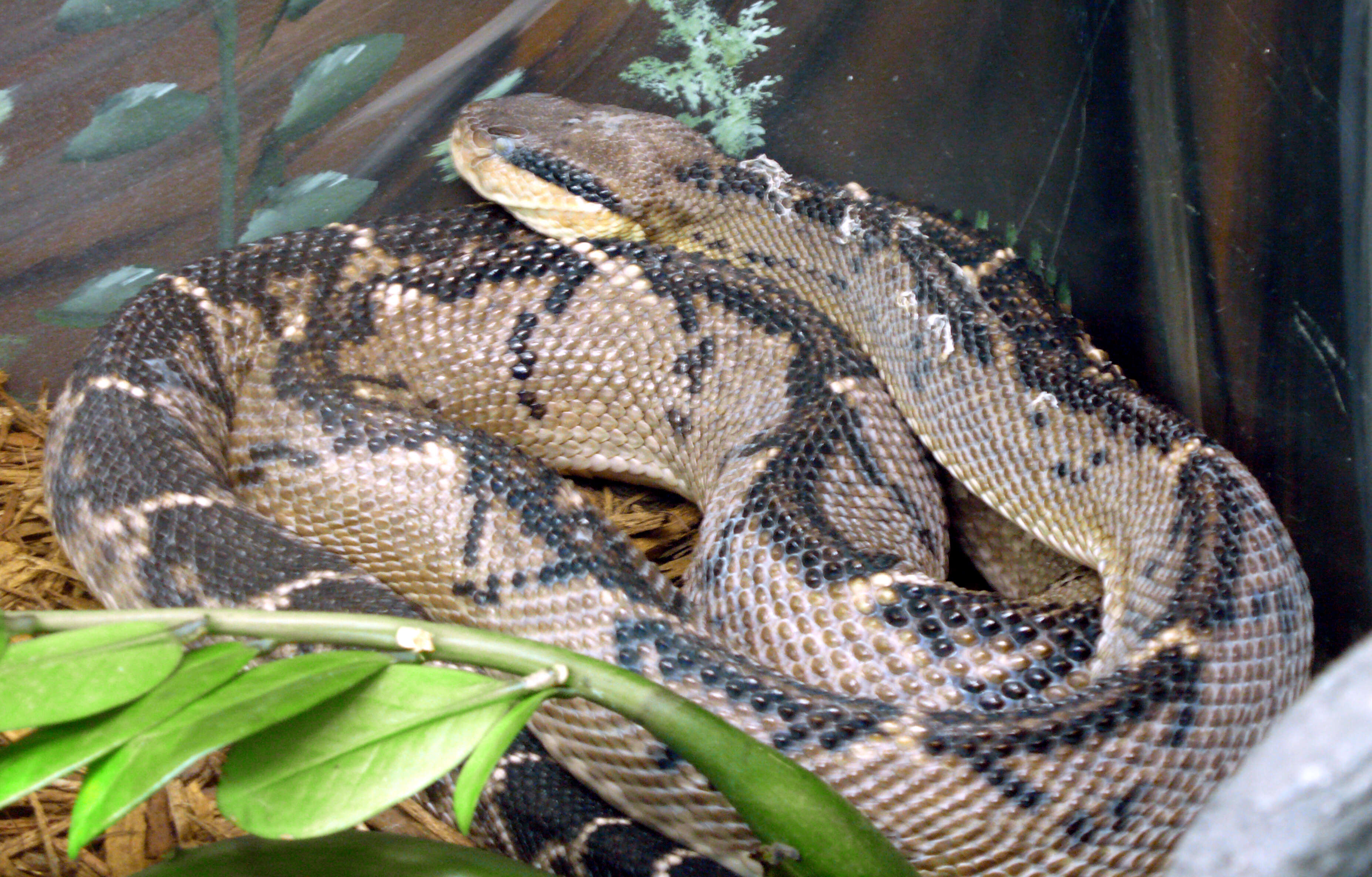 Image of Central American bushmaster