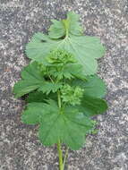 Image of Alchemilla baltica Sam. ex Juz.