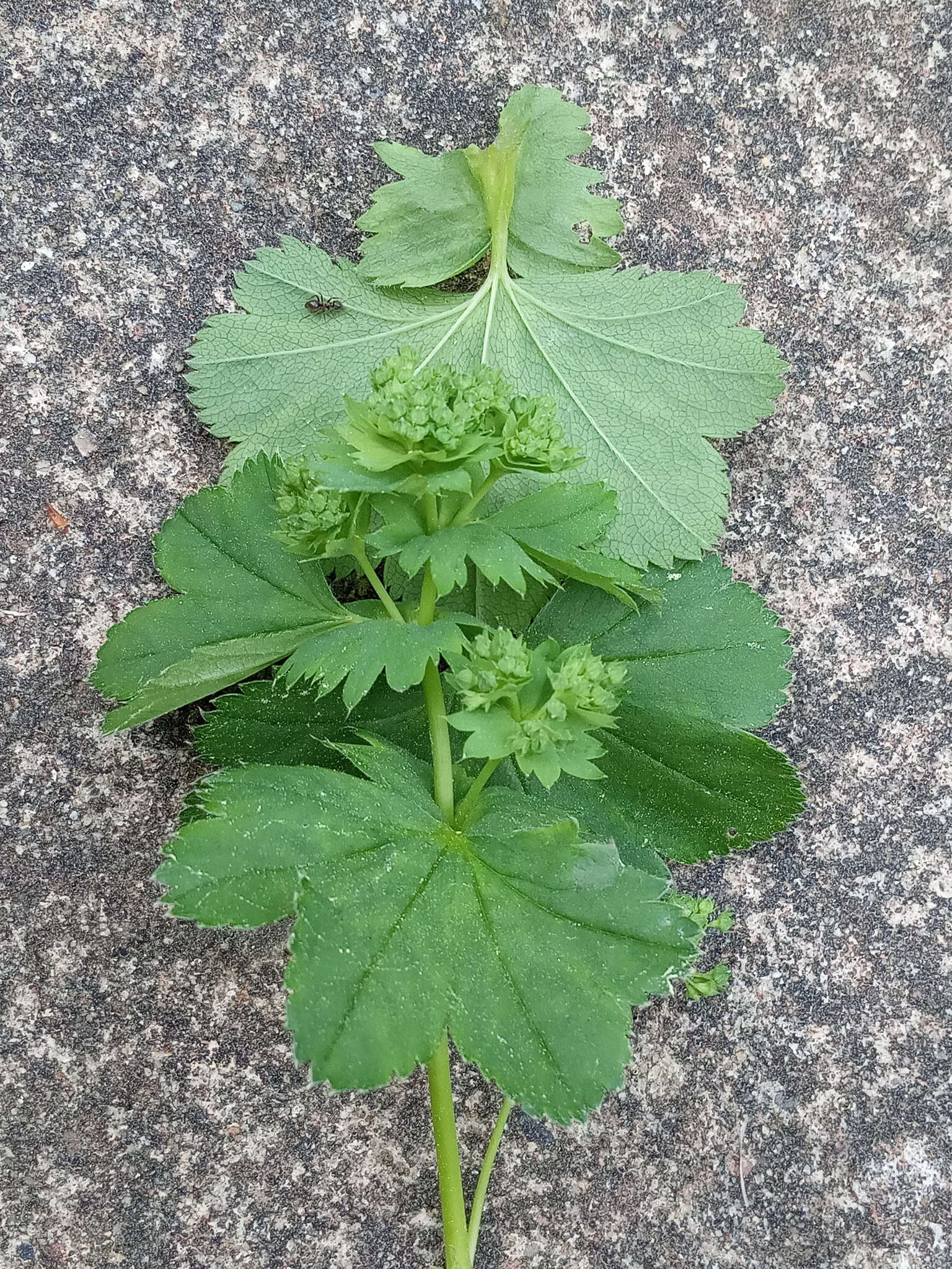 Image of Alchemilla baltica Sam. ex Juz.