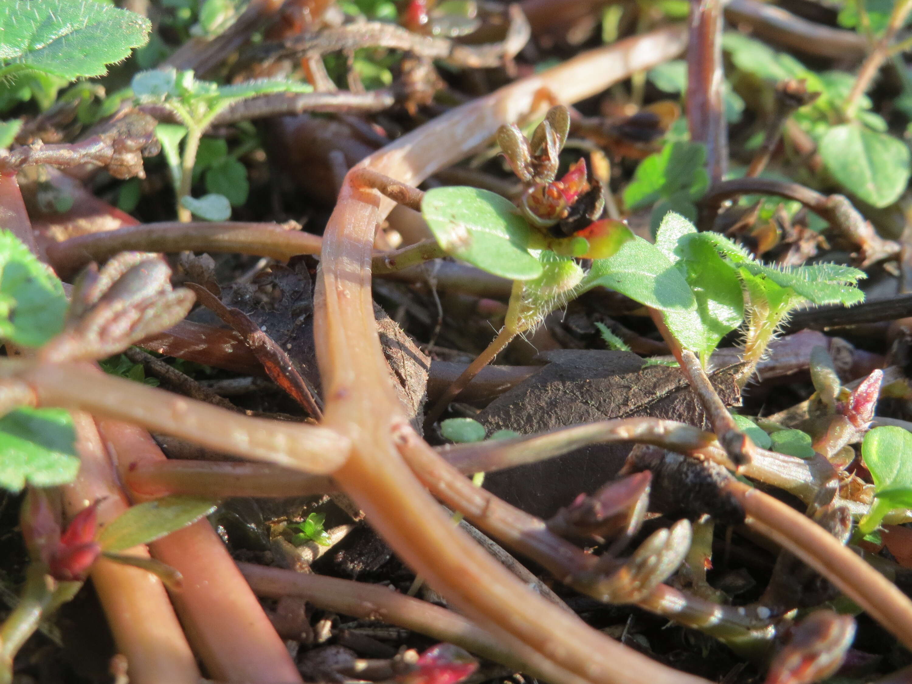 Image of common purslane