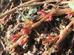 Image of common purslane