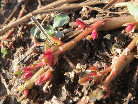 Image of common purslane