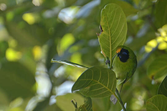 Image of Golden-fronted Leafbird