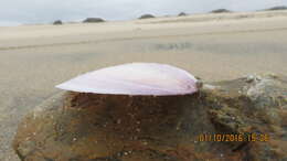 Image of California mahogany-clam