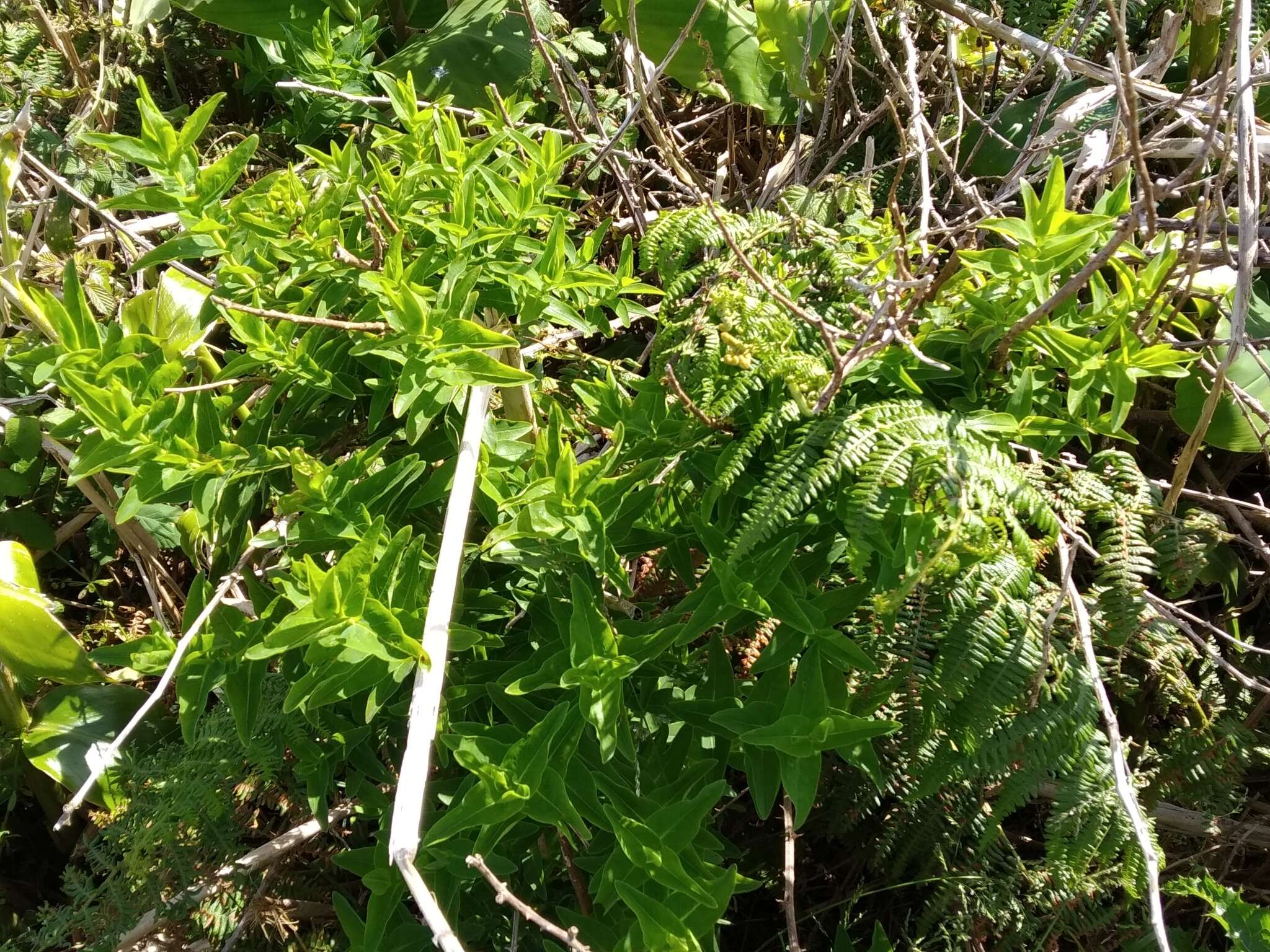 Plancia ëd Hypericum foliosum Dryand. ex Ait.