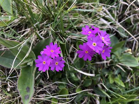 Image of Primula hirsuta All.