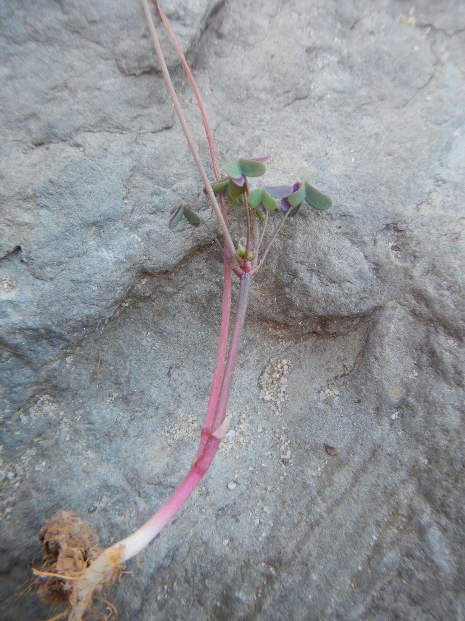 Sivun Oxalis stellata Eckl. & Zeyh. kuva