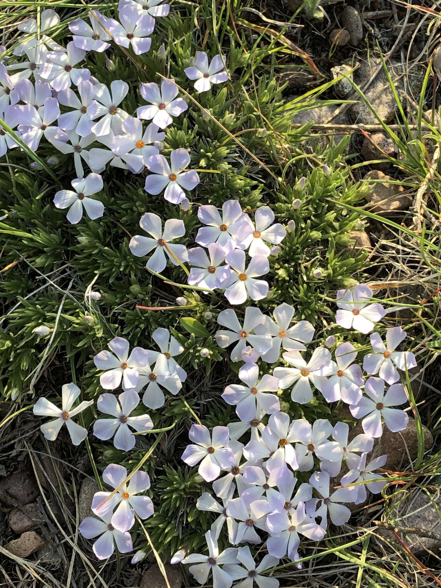 Image of Missoula phlox